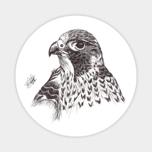 Falcon Magnet